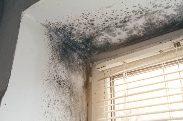 Affordable Mold Remediation solutions in Franktown, VA